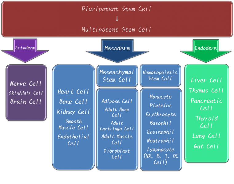 Pluripotent Stem Cell Chart