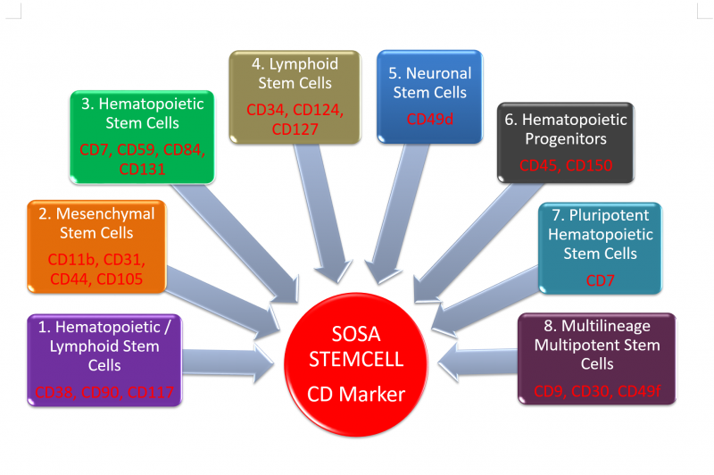SOSA STEMCELL CD Marker